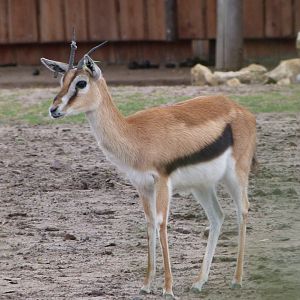 Thomson's gazelle -Tierpark Berlin (2024)