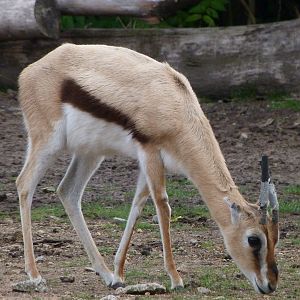Thomson's gazelle -Tierpark Berlin (2024)