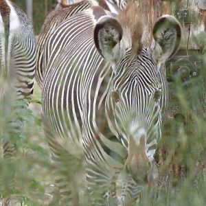 Grevy's zebra -Tierpark Berlin (2024)