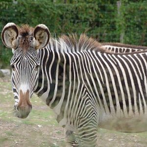 Grevy's zebra -Tierpark Berlin (2024)