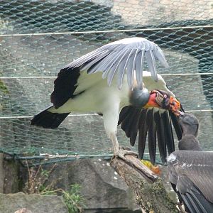 King vultures -Tierpark Berlin (2024)