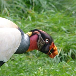 King vulture -Tierpark Berlin (2024)