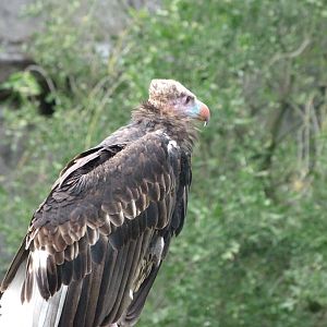 White-headed vulture -Tierpark Berlin (2024)