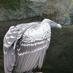 Rüeppell's griffon vulture -Tierpark Berlin (2024)