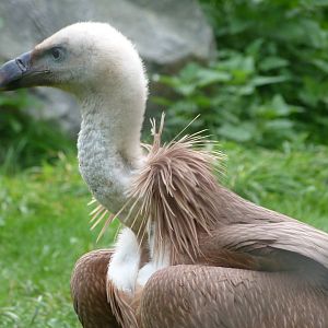 Western eurasian griffon vulture -Tierpark Berlin (2024)