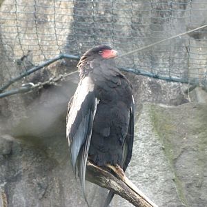 Bateleur -Tierpark Berlin (2024)