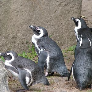 African penguin -Tierpark Berlin (2024)
