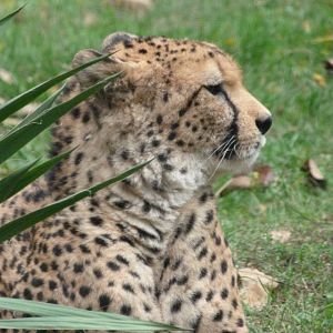Sudan cheetah -Tierpark Berlin (2024)