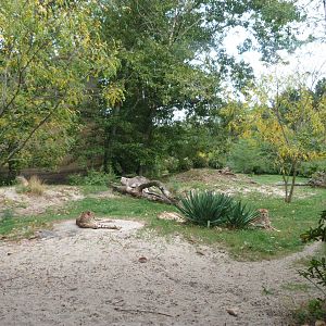 Sudan cheetah exhibit -Tierpark Berlin (2024)