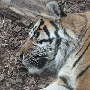 Sumatran tiger -Tierpark Berlin (2024)