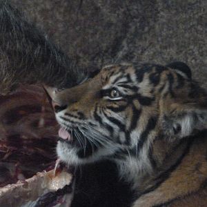 Sumatran tiger -Tierpark Berlin (2024)