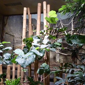 Goodfellow's tree-kangaroo and Dusky pademelon exhibit -Tierpark Berlin (2024)