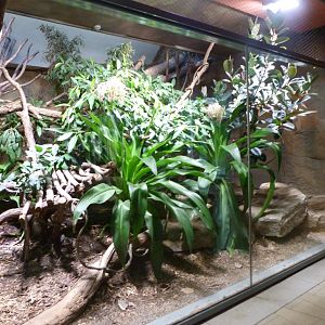 Indochinese clouded leopard exhibit -Tierpark Berlin (2024)