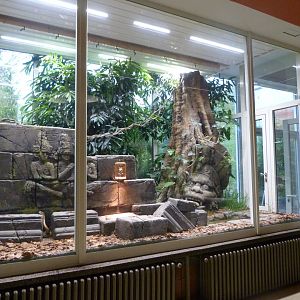 King cobra exhibit -Tierpark Berlin (2024)