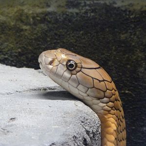 King cobra -Tierpark Berlin (2024)