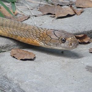 King cobra -Tierpark Berlin (2024)