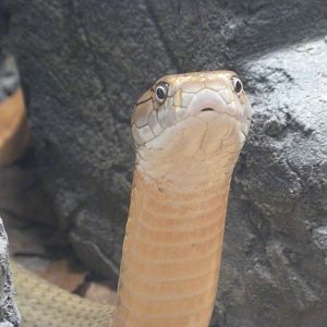 King cobra -Tierpark Berlin (2024)