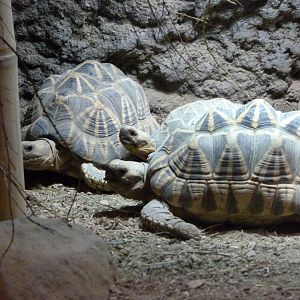 Burmese star tortoise -Tierpark Berlin (2024)
