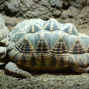 Burmese star tortoise -Tierpark Berlin (2024)