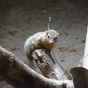 Northern treeshrew -Tierpark Berlin (2024)