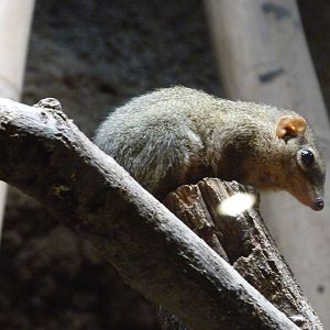 Northern treeshrew -Tierpark Berlin (2024)