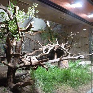 Sulawesi bear cuscus exhibit -Tierpark Berlin (2024)