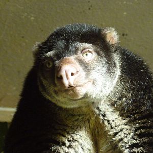 Sulawesi bear cuscus -Tierpark Berlin (2024)