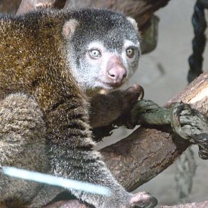 Sulawesi bear cuscus -Tierpark Berlin (2024)