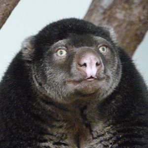 Sulawesi bear cuscus -Tierpark Berlin (2024)