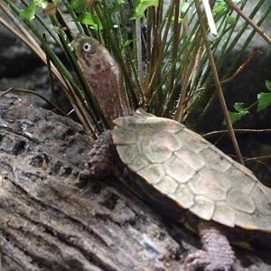 Black-breasted leaf turtle -Tierpark Berlin (2024)