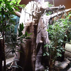 Black weaver ant exhibit -Tierpark Berlin (2024)