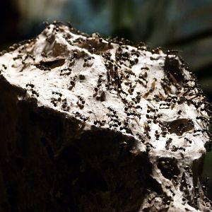 Black weaver ants -Tierpark Berlin (2024)