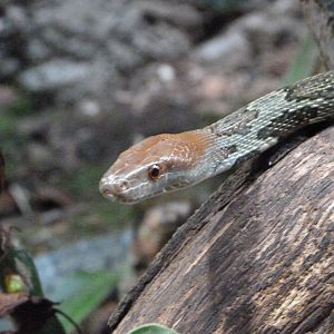 Flower snake -Tierpark Berlin (2024)