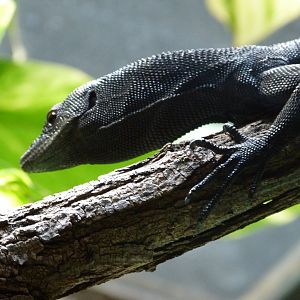 Black tree monitor -Tierpark Berlin (2024)