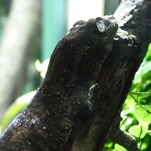 Bavay's giant gecko -Tierpark Berlin (2024)