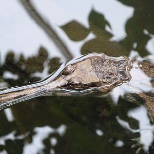 Tomistoma -Tierpark Berlin (2024)