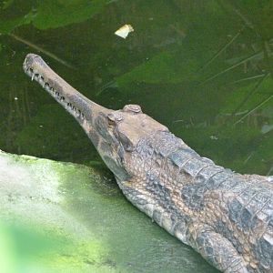 Tomistoma -Tierpark Berlin (2024)