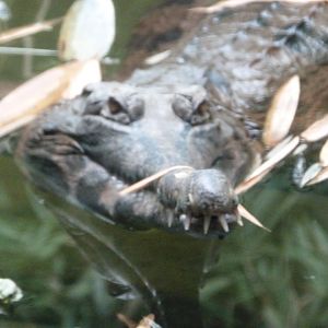 Tomistoma -Tierpark Berlin (2024)