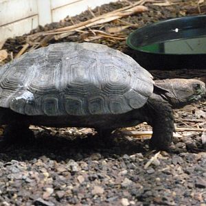 Asian forest tortoise -Tierpark Berlin (2024)