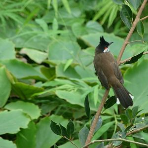 Red-whiskered bulbul -Tierpark Berlin (2024)