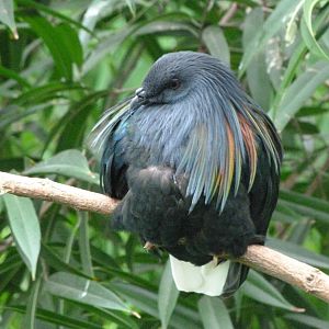 Nicobar pigeon -Tierpark Berlin (2024)