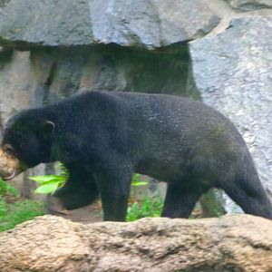 Malayan sun bear -Tierpark Berlin (2024)