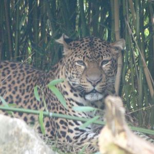 Javan leopard -Tierpark Berlin (2024)