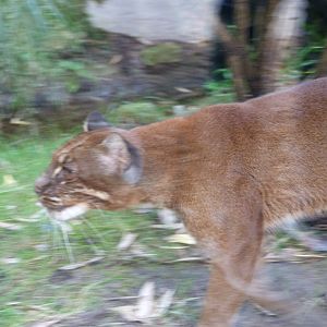 Asian golden cat -Tierpark Berlin (2024)