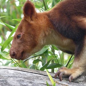 Goodfellow’s tree-kangaroo -Tierpark Berlin (2024)