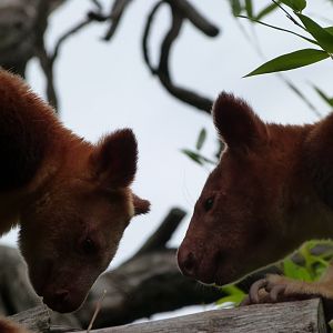Goodfellow’s tree-kangaroo -Tierpark Berlin (2024)