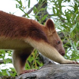 Goodfellow’s tree-kangaroo -Tierpark Berlin (2024)