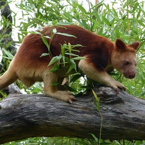 Goodfellow’s tree-kangaroo -Tierpark Berlin (2024)