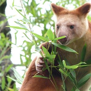 Goodfellow’s tree-kangaroo -Tierpark Berlin (2024)