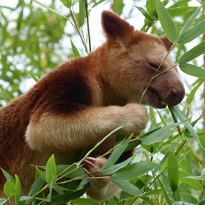 Goodfellow’s tree-kangaroo -Tierpark Berlin (2024)
